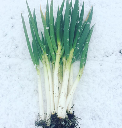 京かしわのイメージ02