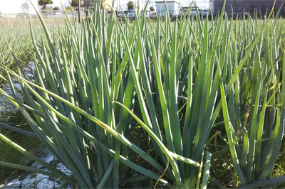 京かしわのイメージ02